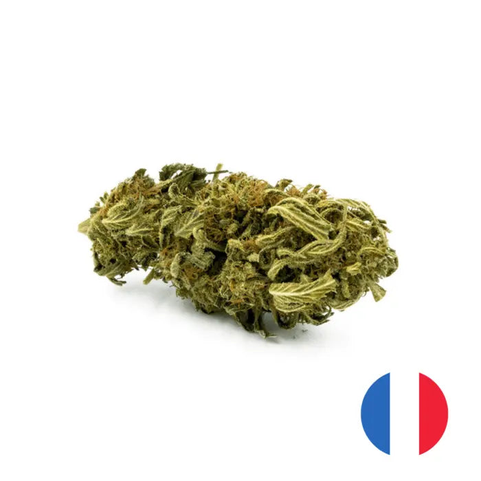 Wolfberry | Outdoor | 9,1% CBDFleurs de CBD Wolfberry 
La WolfBerry CBD est une fleur outdoor cultivé en France par notre producteur habituel. Fidèle à la photo, cette variété aux bud semi compacGROOVLYGROOVLYCBDWolfberry